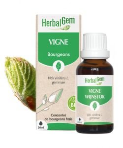 Vigne (Vitis vinifera) bourgeon BIO, 30 ml